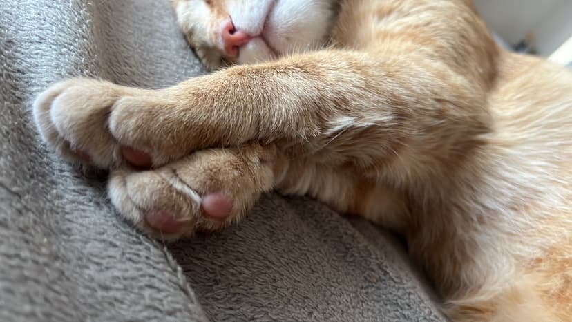 Obrázek pro Poslední pohlazení: jak prožíváme ztrátu mazlíčků